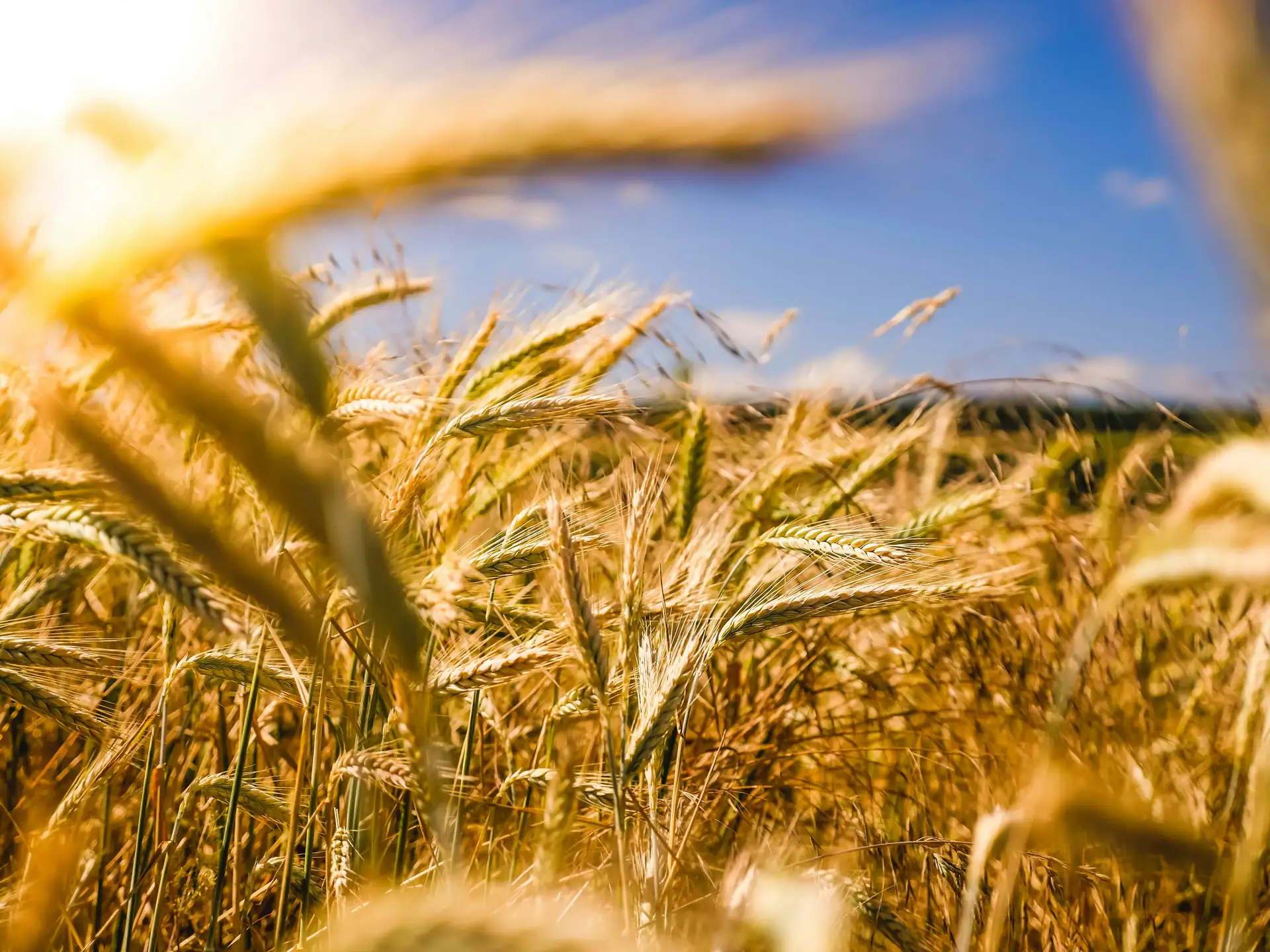 Barley crop close-up