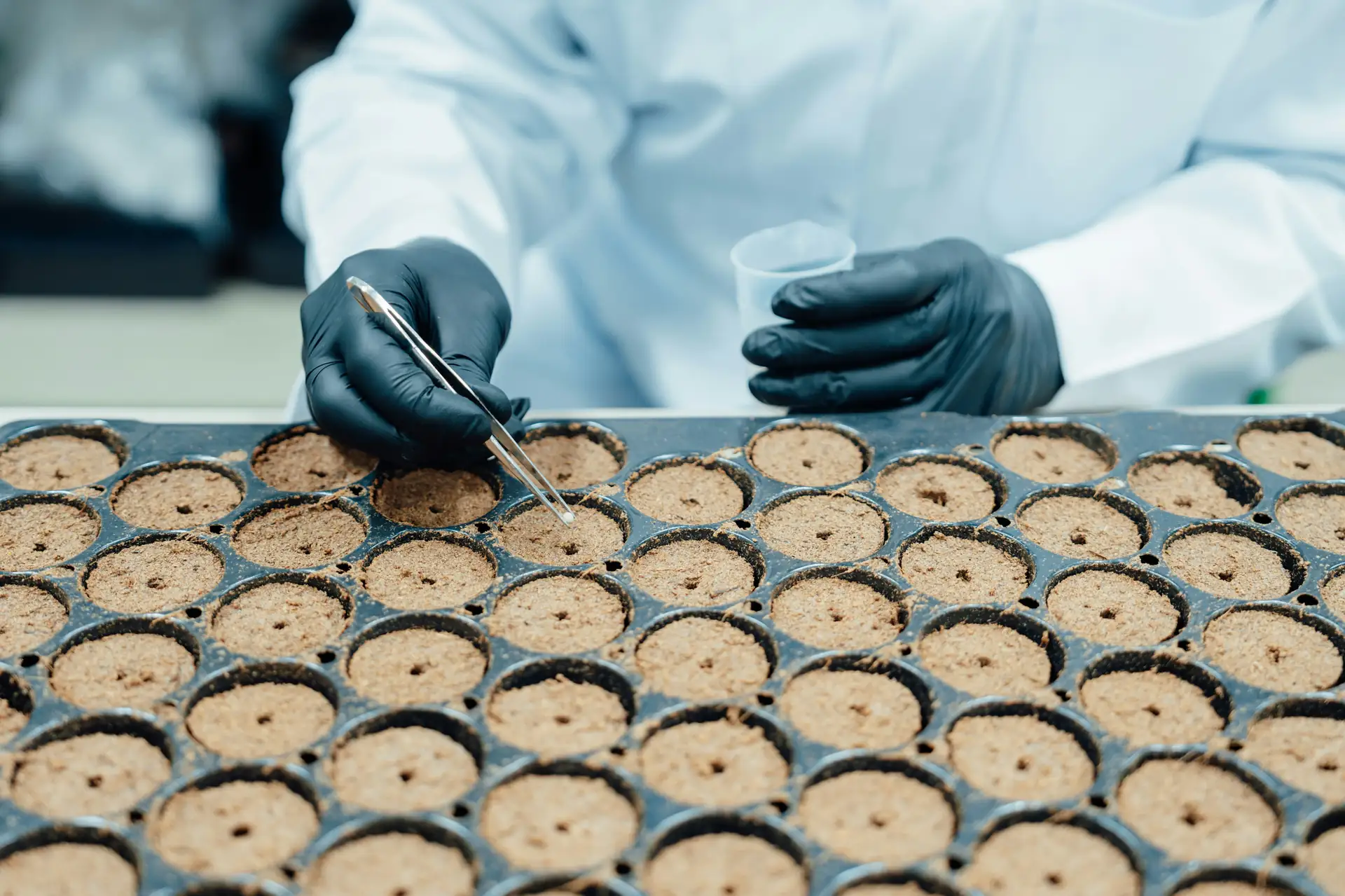 Scientist working with seed propagation in a research laboratory