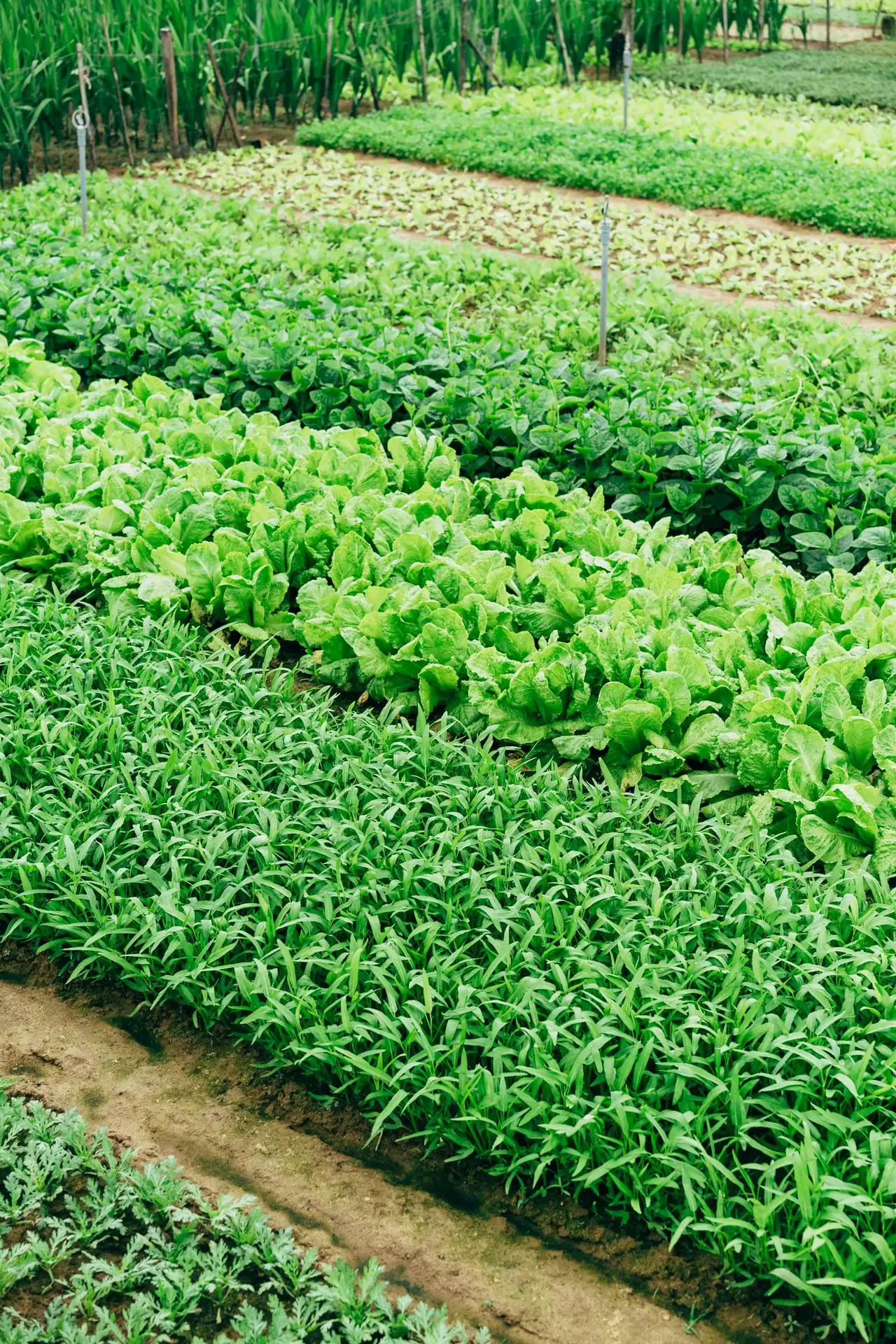 Leafy vegetables crop close-up